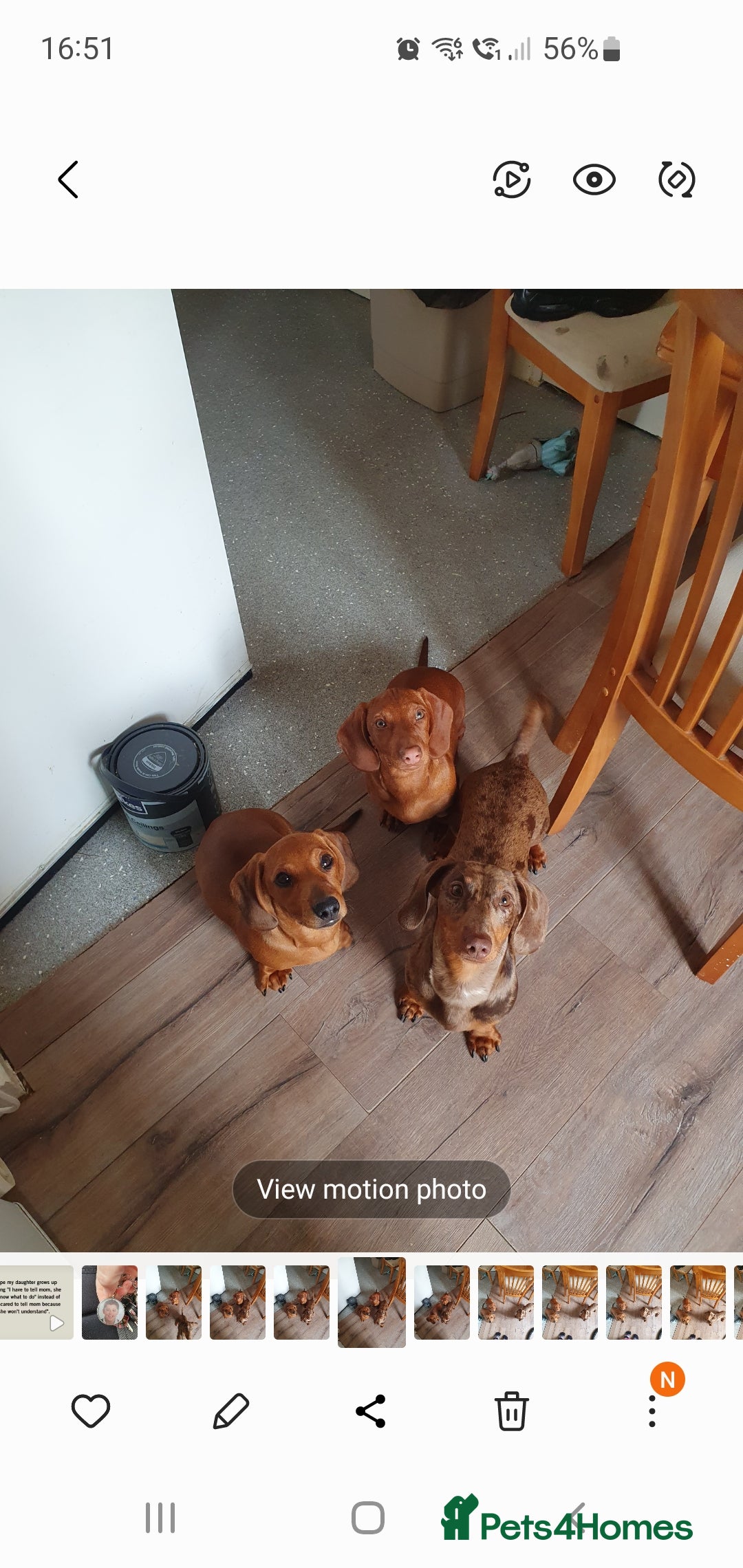 Miniature Dachshund dogs for sale: Very sad sale - Image 1