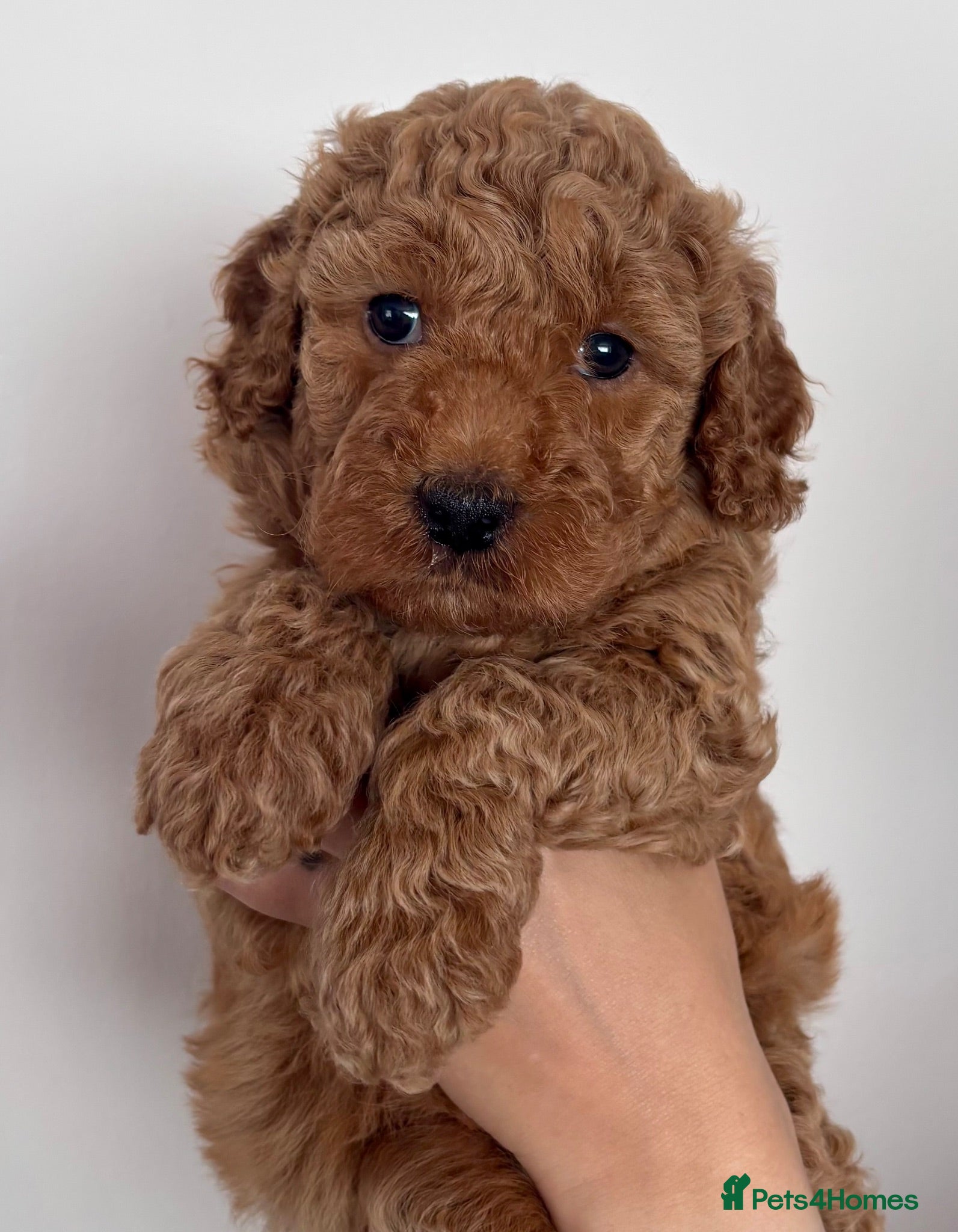 Australian Labradoodle dogs Australian Double Doodle Multigen puppies. - Advert 5