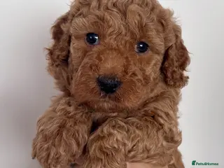 Australian Labradoodle dogs Australian Double Doodle Multigen puppies. - Advert 5