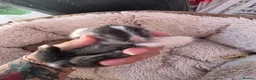 Lionhead rabbits for sale: Double maned lionhead- new litter in the nest. - Advert 16