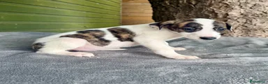 Lurcher Puppy 1