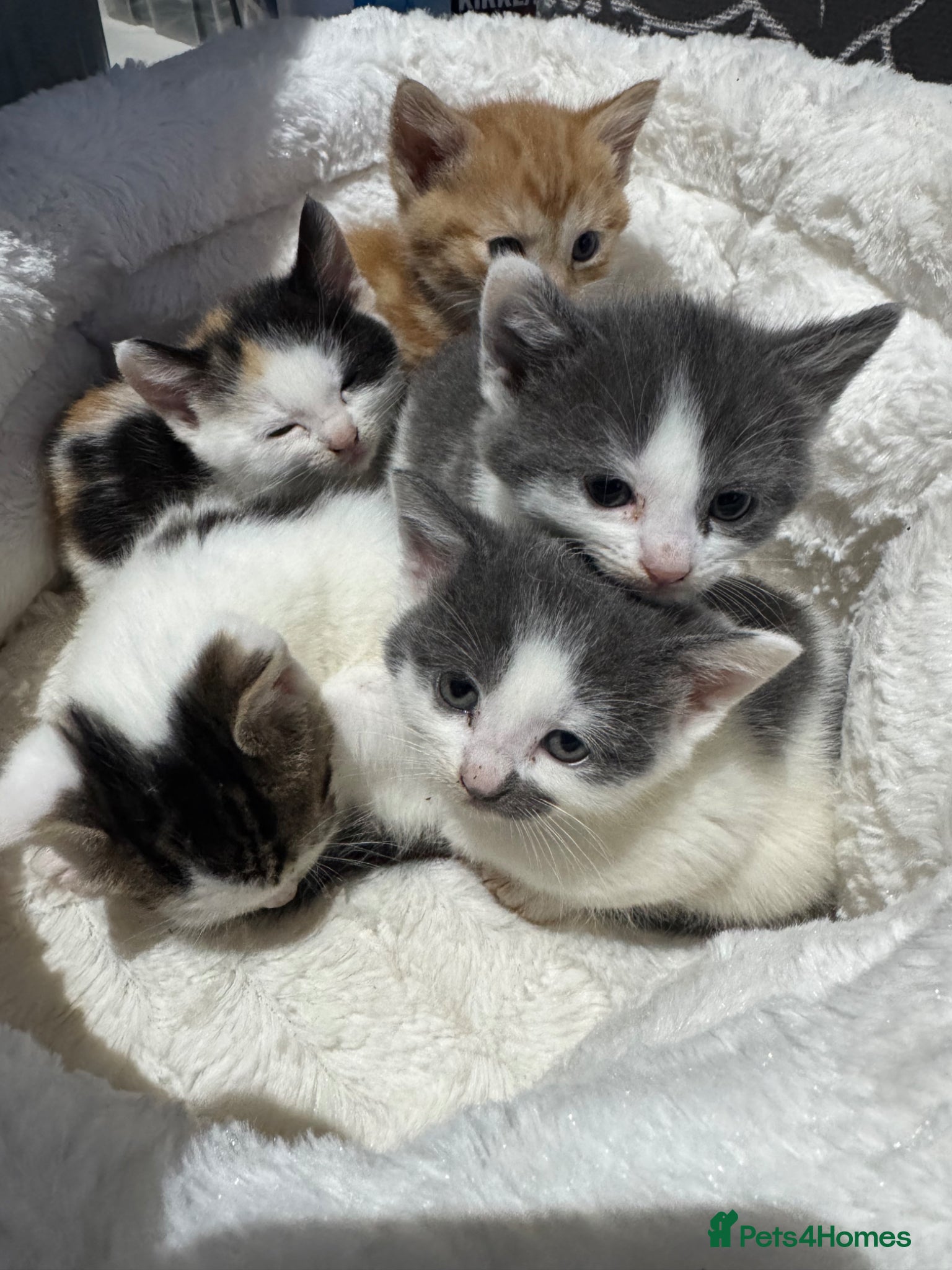 Mixed Breed cats Kittens for sale  - Advert 1