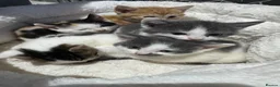 Mixed Breed cats for sale: Kittens for sale  - Advert 1