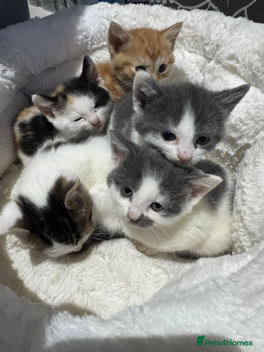 Mixed Breed cats for sale: Kittens for sale  - Advert 1