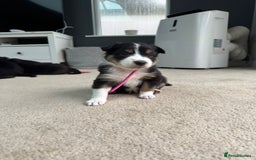 Welsh Collie dogs for sale: Welsh Collie (Tri Colour) Puppies for sale - Image 9