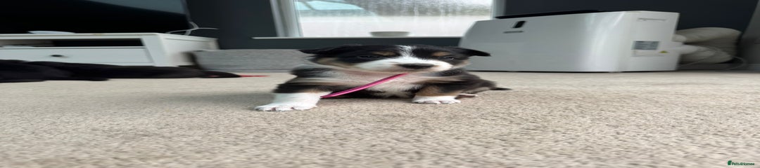 Stacey (Pink Collar)