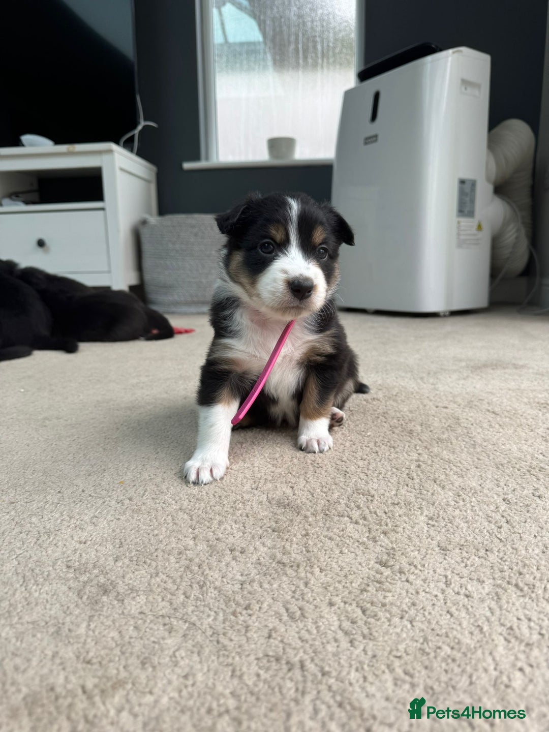 Welsh Collie dogs for sale: Welsh Collie (Tri Colour) Puppies for sale - Image 9