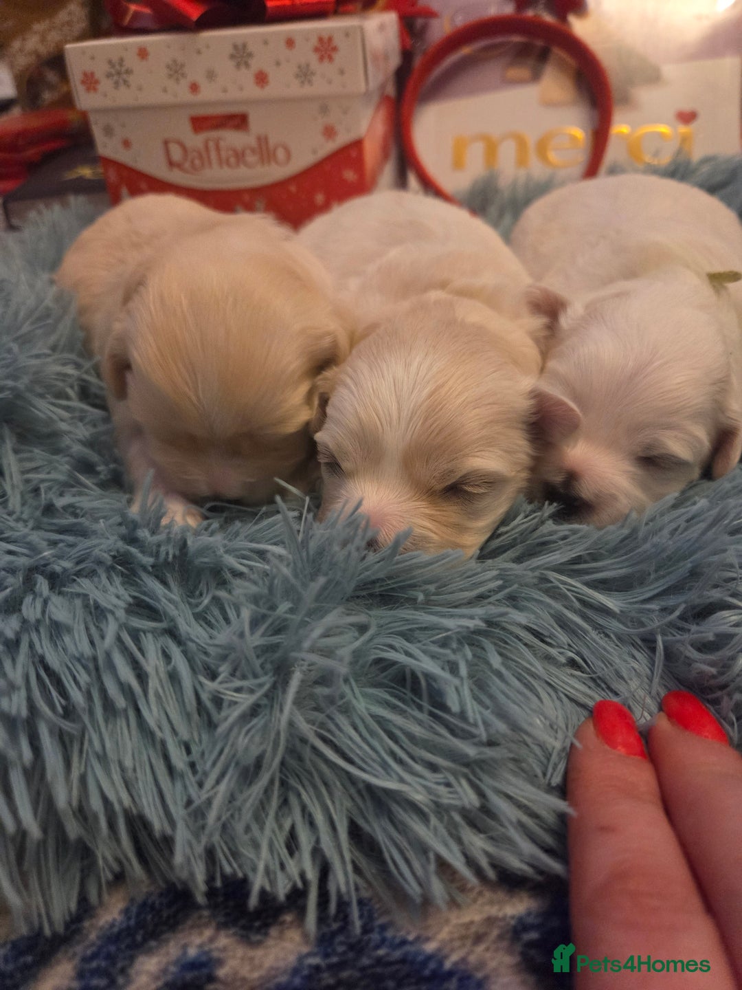 Bichon Frise dogs for sale: Cute little puppies 🩷🩷🩷 - Advert 10