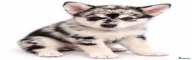 Pomsky 7
