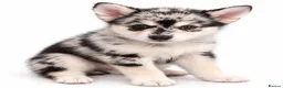 Pomsky dogs for sale: Pomsky Puppies  in Ormskirk - Advert 5