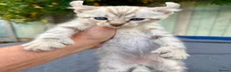 Keetso cats for sale: Awesome litter of polydactyl snow leopard Keetsos  - Advert 16