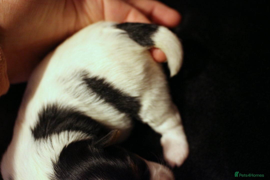 Biewer Terrier dogs for sale: Stunning Biewer girl Licensed breeder Health test  - Image 9