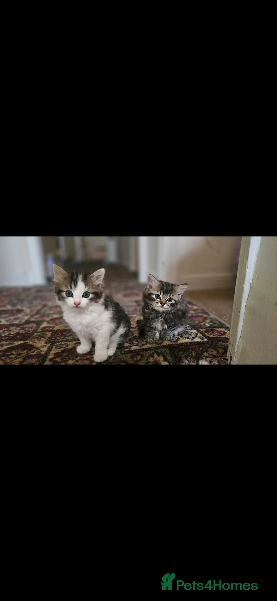 Mixed Breed cats for sale: Ragdoll x  - Advert 3