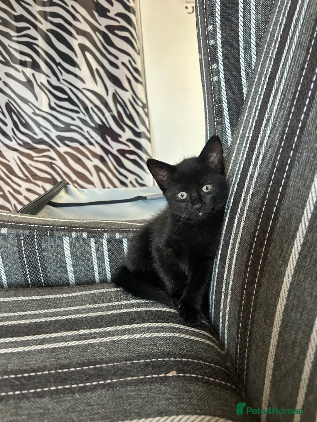 Mixed Breed cats for sale: Female black kitten  - Image 2