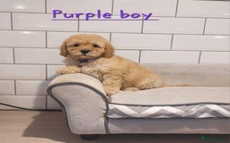 Cavachon dogs for sale: Beautiful Cavapoochons 🥰 - Image 8