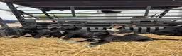 Huntaway dogs for sale: Beautiful Huntaway X Collie Pups - Advert 31