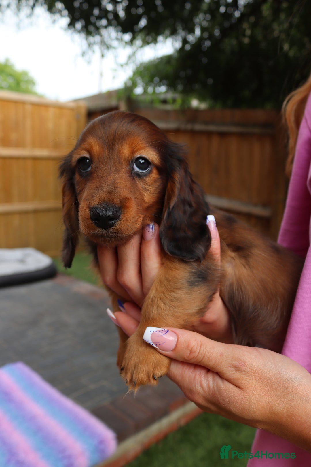 Miniature Dachshund dogs for sale: Russian Miniature longhaired dachshund males - Image 9