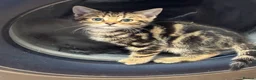 Savannah cats for sale: Stunning Savannah cross kittens, mum TICA reg - Advert 21