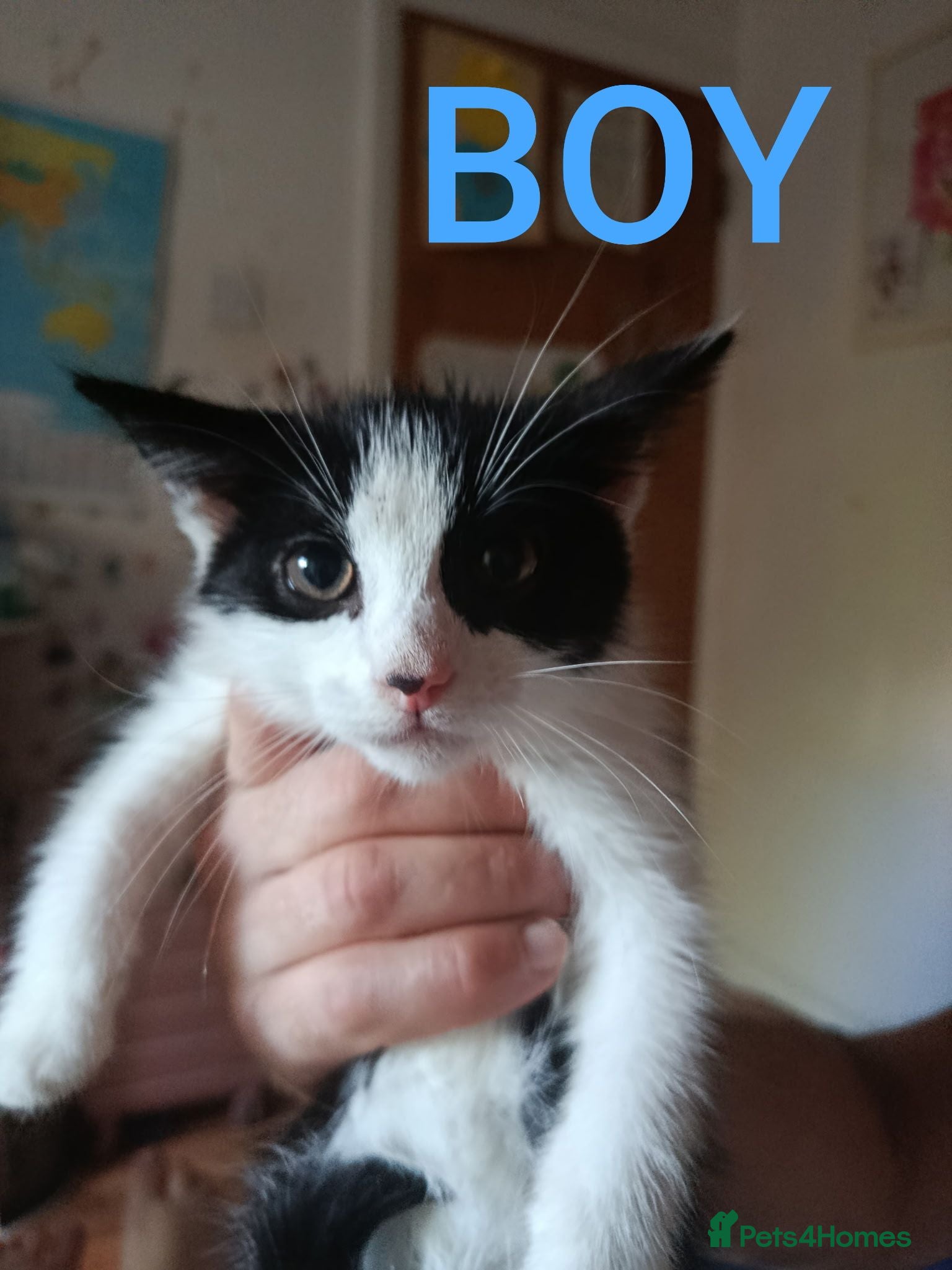 Mixed Breed cats Kittens for sale  - Advert 3
