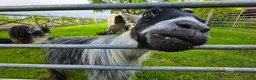 Goats livestock for sale: Three castrated male Pygmy goats in Penrith - Advert 5