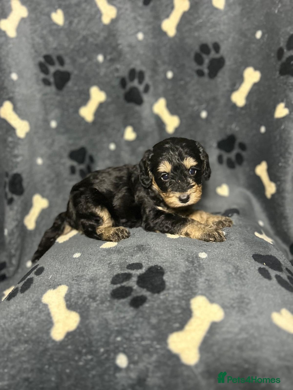 Cockapoo dogs F1 Miniature Cockapoo Males  - Advert 2