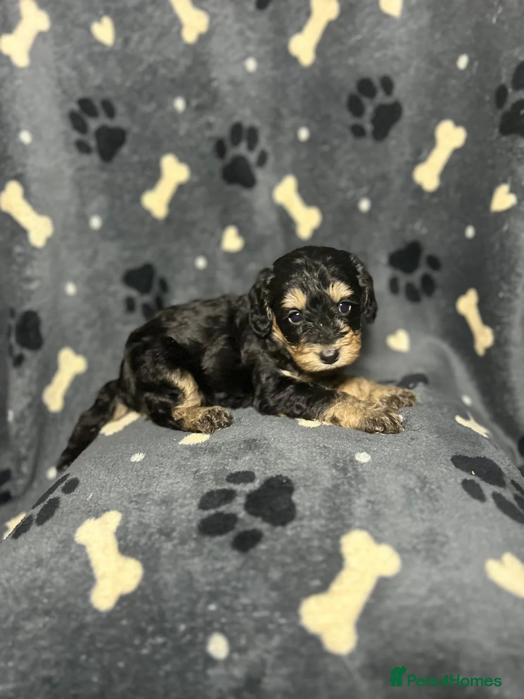 Cockapoo dogs for sale: F1 Miniature Cockapoo Males  - Advert 2