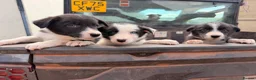 Border Collie dogs for sale: Beautiful male collie pups  - Advert 4