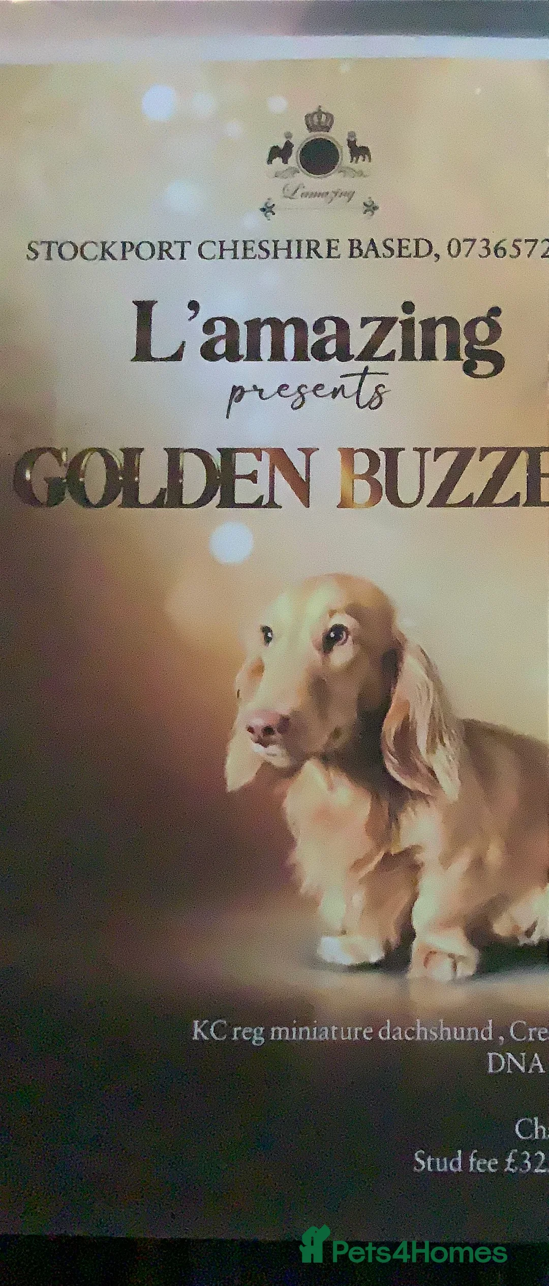 Dachshund dogs for sale: KC reg highly dna tested long hair dachshund pups - Advert 3