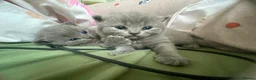 Scottish Fold cats for sale: Beautiful Kittens Ready from 8 Weeks in Salford - Advert 8