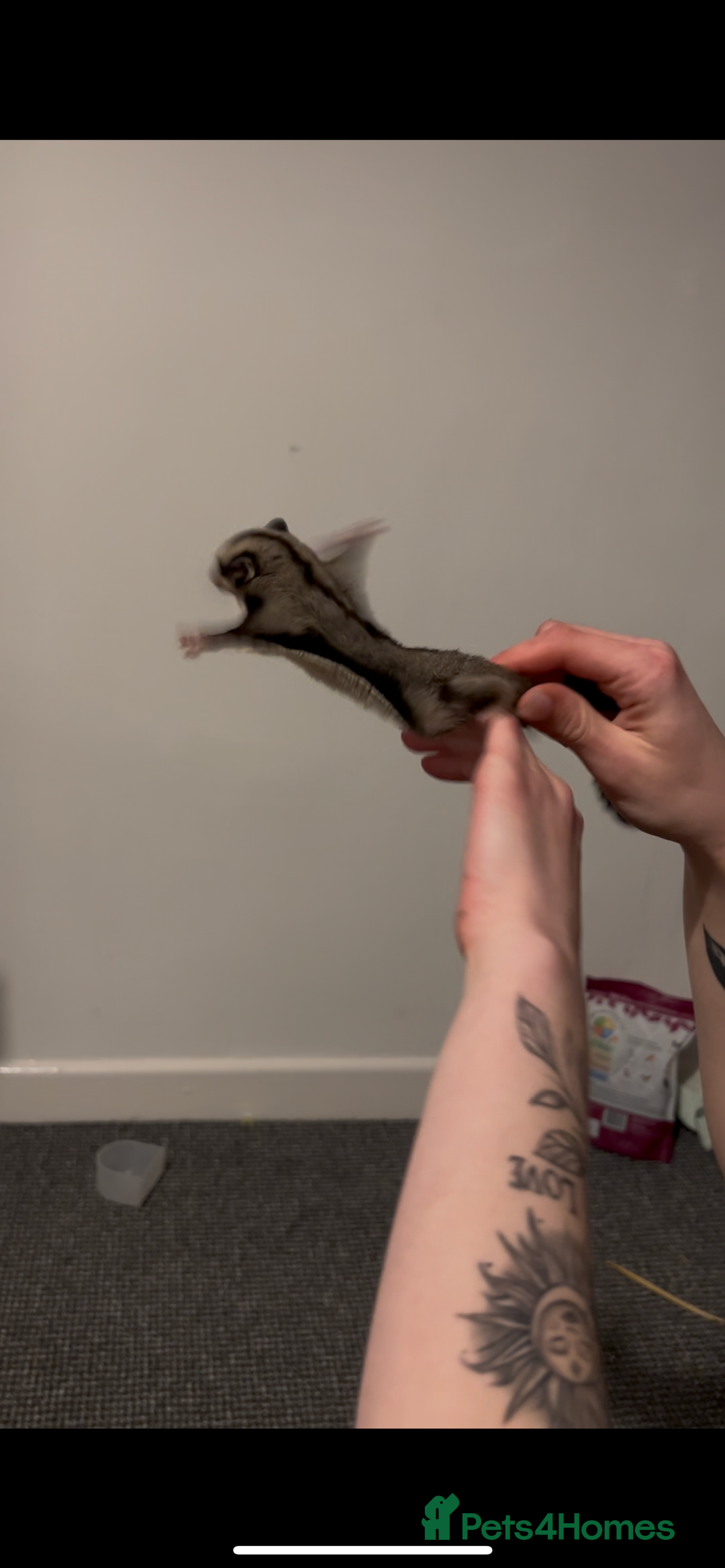 Sugar Glider rodents for sale: Two sugar gliders + large cage  - Image 8