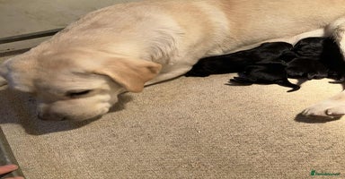 Labrador Retriever dogs Bonny Black Labrador Girls - Advert 16