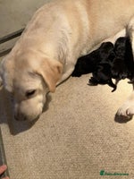 Labrador Retriever dogs Bonny Black Labrador Girls - Advert 5