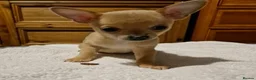Chihuahua dogs for sale: KC registered Chihuahua  in Edinburgh - Advert 6