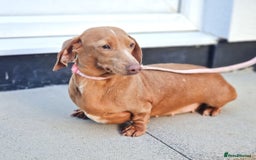Miniature Dachshund dogs for sale: BLUE DAPPLE & BLUE TAN PUPS AVAILABLE  - Image 9