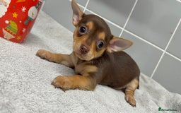 Chihuahua dogs for sale: Beautiful Female Chihuahua Puppies  - Image 4