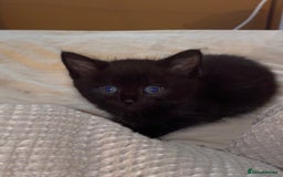 European cats for sale: 5 gorgeous baby kittens - Image 4