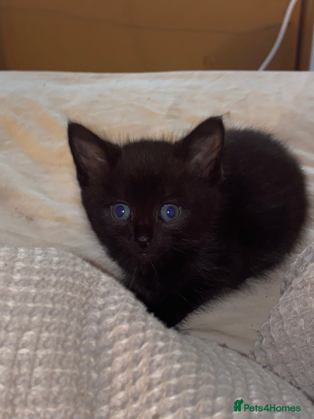 European cats for sale: 5 gorgeous baby kittens - Image 4