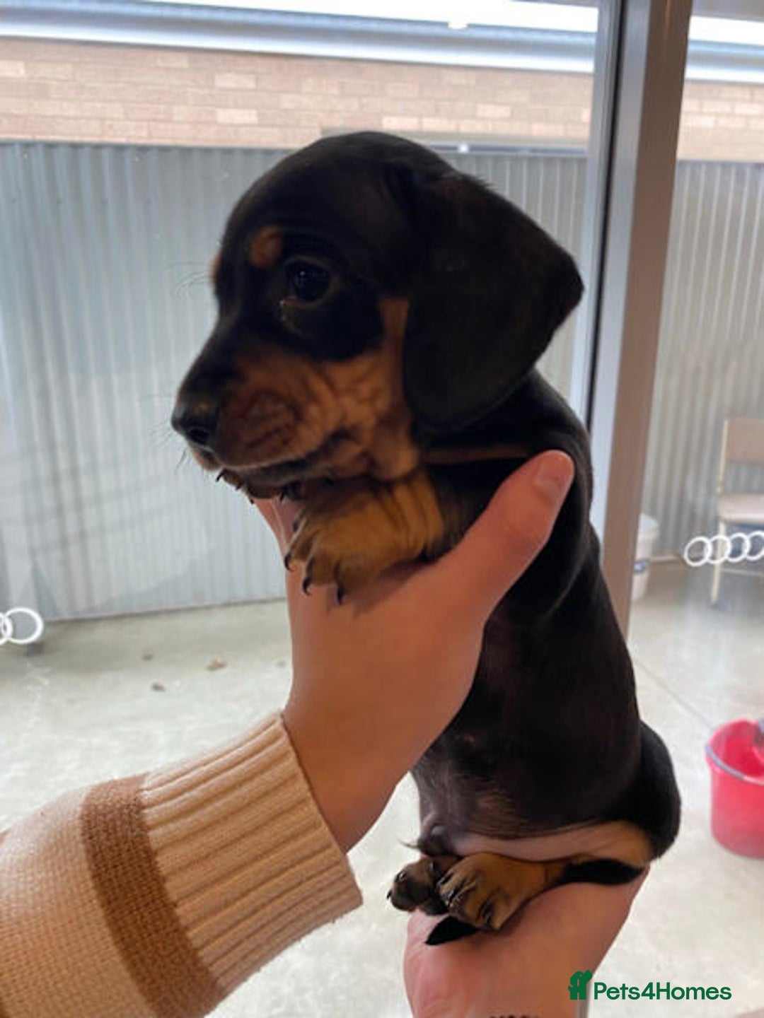 Miniature Dachshund dogs for sale: Forever home mini doxies for perfect families - Image 6
