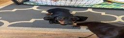 Dachshund dogs for sale: Male dautchund puppy  - Advert 2