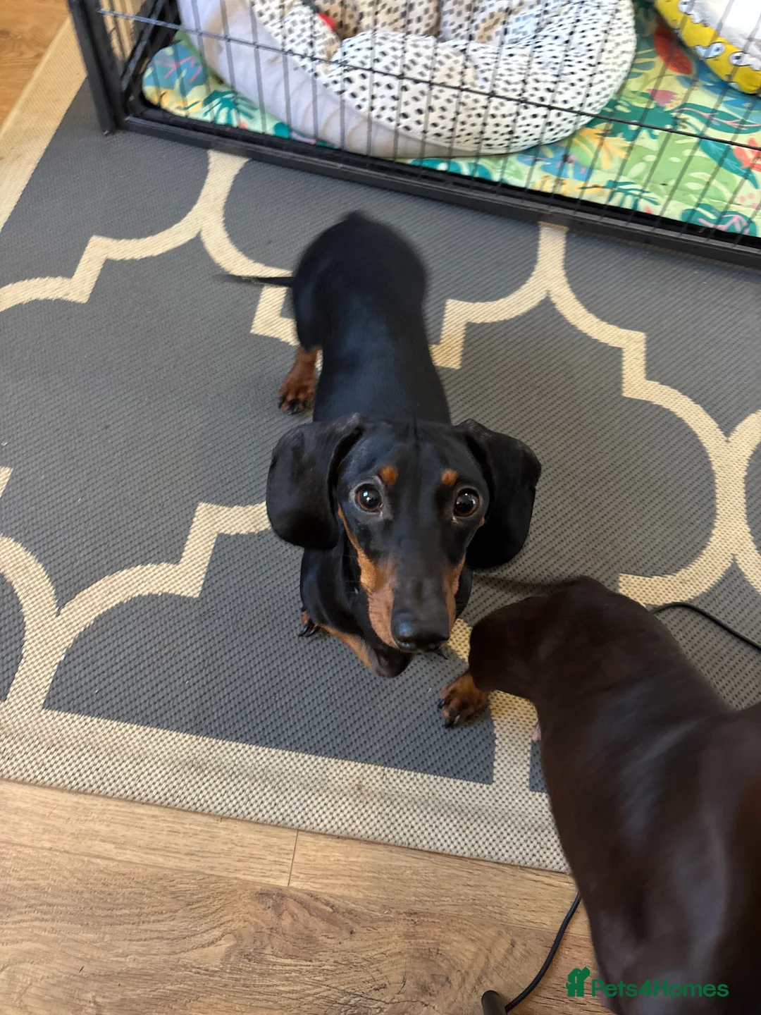 Dachshund dogs for sale: Male dautchund puppy  - Advert 2