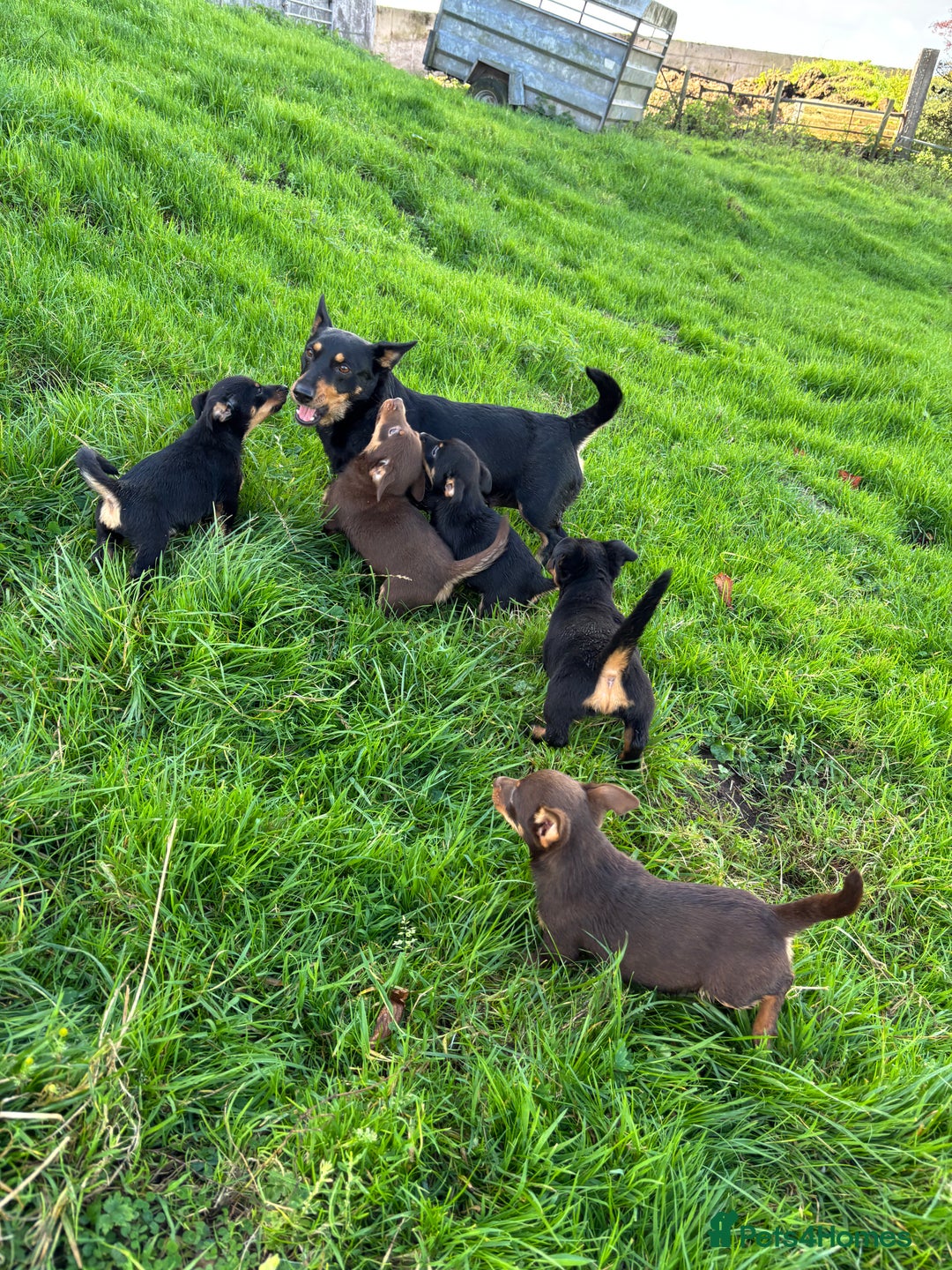 Lancashire Heeler dogs for sale: Beautiful Lancashire Heeler Pups  - Image 6