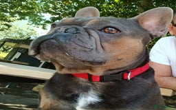 French Bulldog dogs for sale: Bruno  - Advert 1