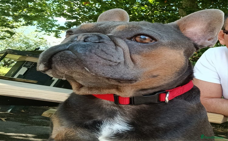 French Bulldog dogs Bruno  - Advert 1