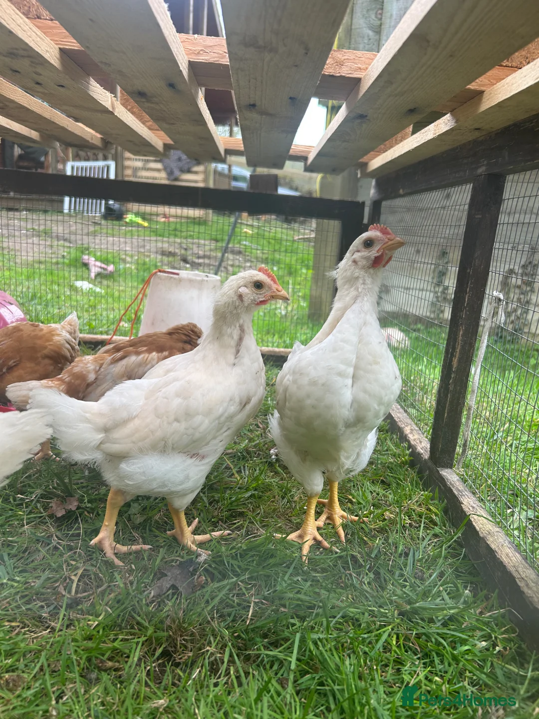 Chickens poultry for sale: 3 Gingernut ranger boys in Wareham - Advert 2