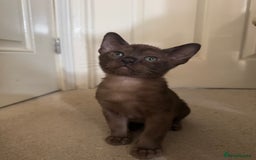 Burmese cats for sale: Beautiful Burmese boys for sale - Image 9