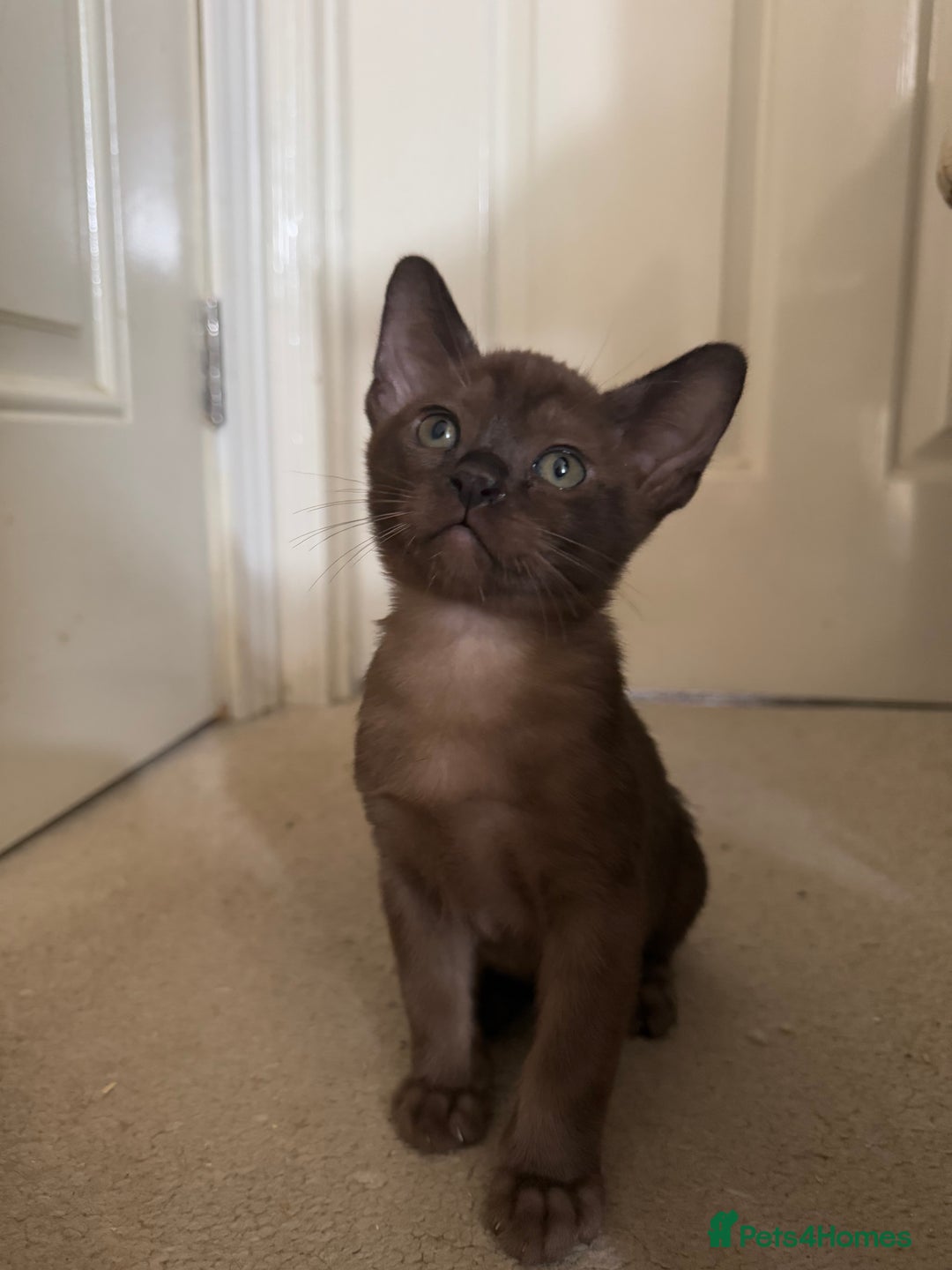 Burmese cats for sale: Beautiful Burmese boys for sale - Image 9