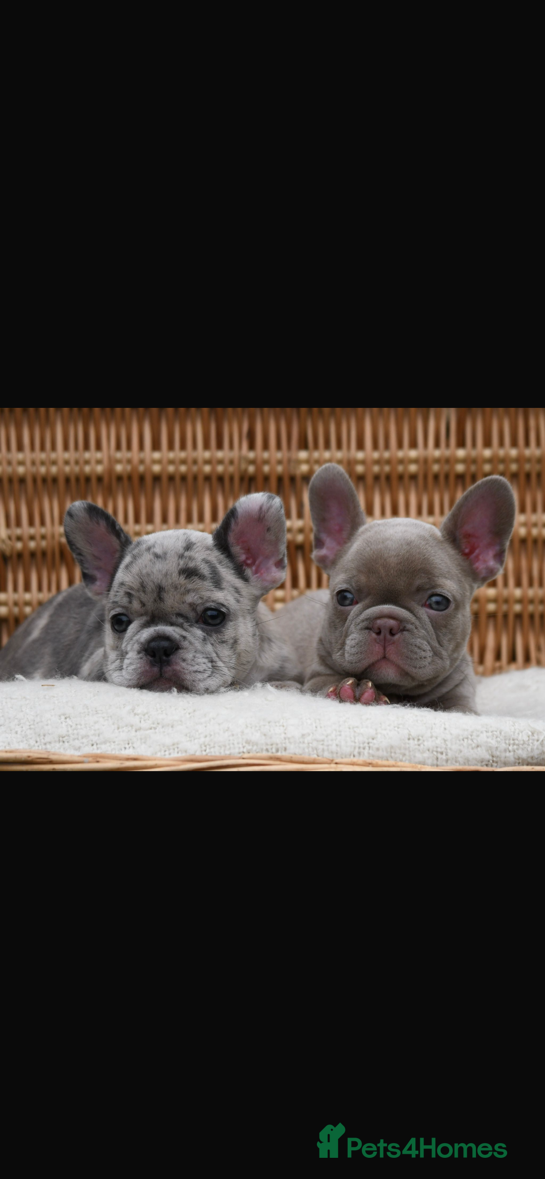 French Bulldog dogs for sale: Beautiful litter of 8 French bulldog puppies - Image 15