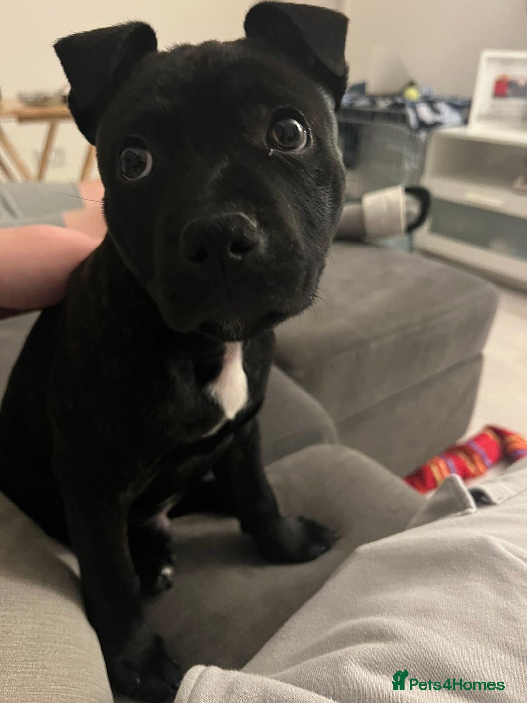 Staffordshire Bull Terrier dogs for stud: Bruno - Advert 5