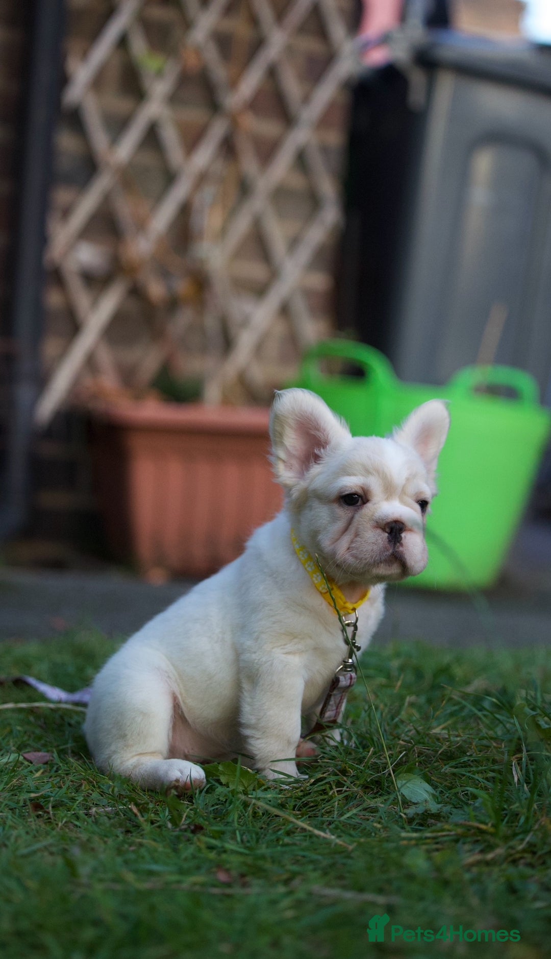 French Bulldog dogs for sale: Fluffy French bulldogs pending pink & testable  - Image 9