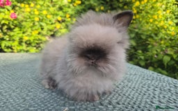Angora rabbits for sale: ♥️READY NOW🧡Teddydwerg babies- Imported parents🧡 - Image 16